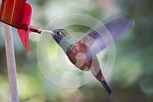 Flying hummingbird amazilia amazilia ColibrÃ¬