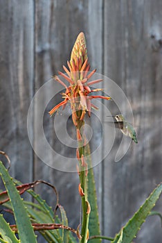 Flying hummingbird at an blooming agave