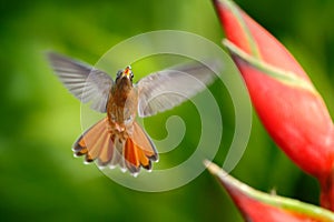 Flying hummingbird with flower. Beautiful red flower with bird in fly. Hummingbird Rufous-breasted Hermit, Glaucis hirsutus