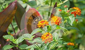 Flying Hummingbird Hawk Moth