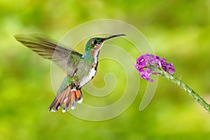 Flying hummingbird. Hummingbird Green-breasted Mango fly, pink flower. Wild tropic bird in nature habitat, wildlife, Costa rica. P