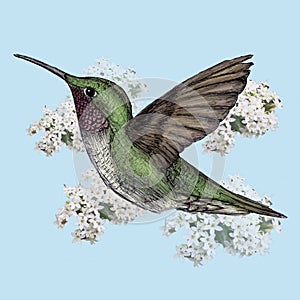 Flying hummingbird illustration drawn in pen with digital color photo