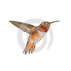 Flying hummingbird isolated on white background