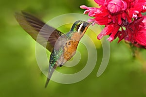 Flying hummingbird. Orange and green small bird from mountain cloud forest in Costa Rica. Purple-throated Mountain-gem with red fl