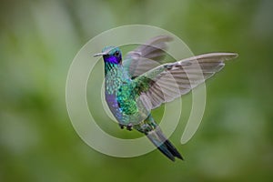 Flying hummingbird Sparkling Violetear with green forest background photo