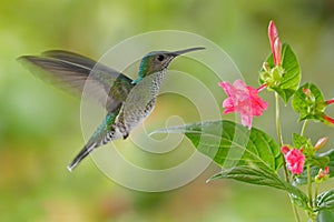 Flying hummingbird White-necked Jacobin
