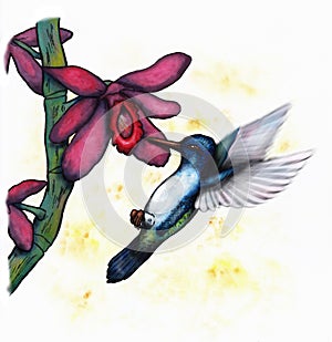 Flying Hummingbird (Zen Pictures II, 2012)