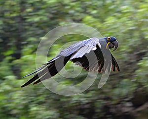 A flying Hyacinth macaw in woods