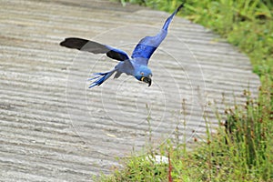 Flying hyacinthine macaw