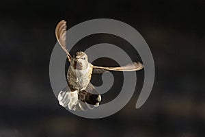 Flying Immature Male Anna\'s Hummingbird In Flight