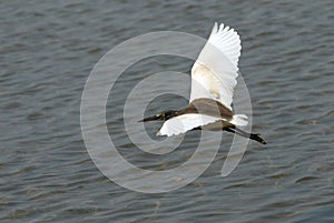Flying Indian Pond Heron. Goa, India