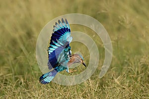 Flying Indian Roller in Fujairah National Dairy Farm in UAE