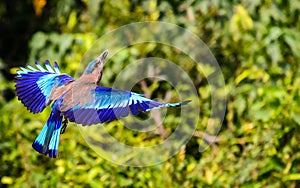 Flying Indian Roller with wings displayed