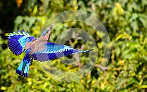 Flying Indian Roller with wings displayed photo