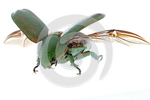 Flying insect beetle