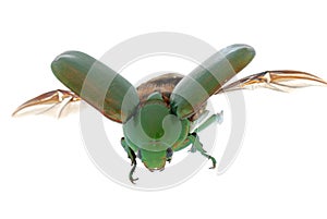 Flying insect beetle