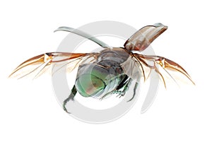 Flying insect beetle