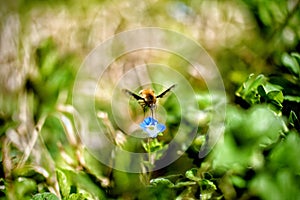 flying insect feeds on blue flower photo