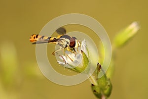 Flying insect on flower