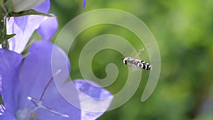 Flying insect and gathering pollen from purple flowers