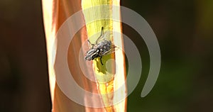 Flying insect on the leaf