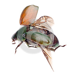 Flying insect scarab beetle