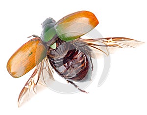 Flying insect scarab beetle