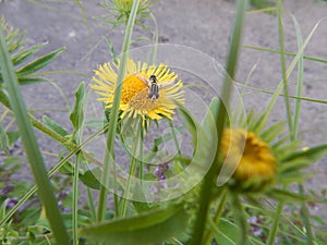 flying insect sitting on a flower with yellow petals