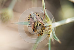 Flying insect