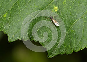 A flying insect Tenthredo Mandibularis on a tree leaf