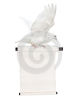 Flying isolated white dove with scroll