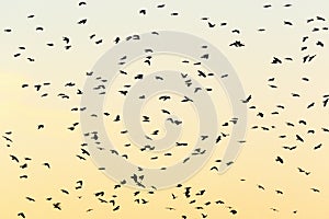 Flying Jackdaws in silhouettes