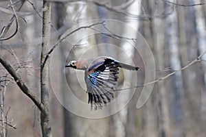 Flying jay in spring birch forest