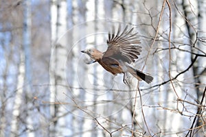 Flying jay in spring birch forest