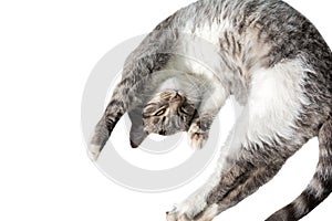 Flying or jumping funny tabby kitten cat isolated on white background. Copy space. Greeting card template