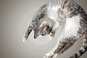 Flying or jumping funny tabby kitten cat isolated on white and gray background. Copy space. Greeting card template