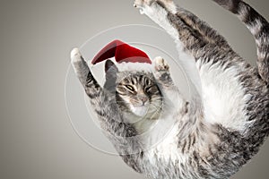 Flying or jumping funny tabby santa cat in red hat isolated on white and gray background. Copy space. Greeting card template.