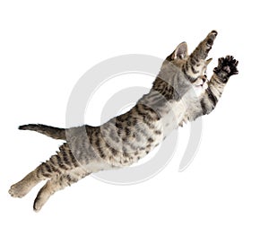 Flying or jumping kitten cat isolated photo