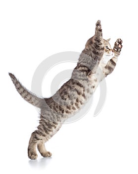 Flying or jumping cat kitten isolated on white