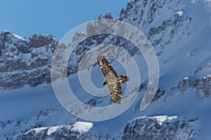 Flying juvenile bearded vulture Gypaetus barbatus with mountai