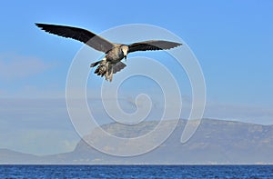 Flying Juvenile Kelp gull Larus dominicanus, also known as the Dominican gull and Black Backed Kelp Gull. Blue sky background.