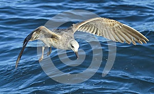 Flying  Juvenile Kelp gull Larus dominicanus, also known as the Dominican gull and Black Backed Kelp Gull. Blue water of the