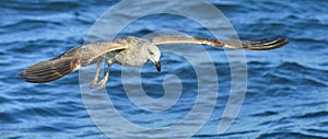 Flying  Juvenile Kelp gull Larus dominicanus, also known as the Dominican gull and Black Backed Kelp Gull. Blue water of the