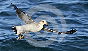 Flying  Juvenile Kelp gull Larus dominicanus, also known as the Dominican gull and Black Backed Kelp Gull. Blue water of the