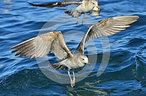 Flying  Juvenile Kelp gull Larus dominicanus, also known as the Dominican gull and Black Backed Kelp Gull. Blue water of the