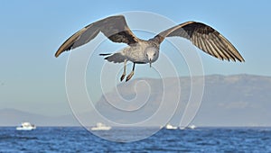 Flying Juvenile Kelp gull Larus dominicanus, also known as the Dominican gull and Black Backed Kelp Gull. Blue sky background. F