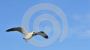 Flying Juvenile Kelp gull Larus dominicanus, also known as the Dominican gull and Black Backed Kelp Gull. Blue sky background. F