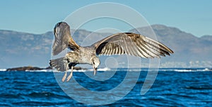 Flying Juvenile Kelp gull Larus dominicanus, also known as the Dominican gull and Black Backed Kelp Gull. Blue sky background.