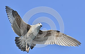 Flying Juvenile Kelp gull Larus dominicanus, also known as the Dominican gull and Black Backed Kelp Gull. Blue sky natural back