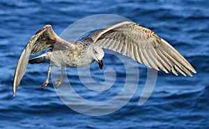 Flying Juvenile Kelp gull Larus dominicanus, also known as the Dominican gull and Black Backed Kelp Gull. Blue water of the oce